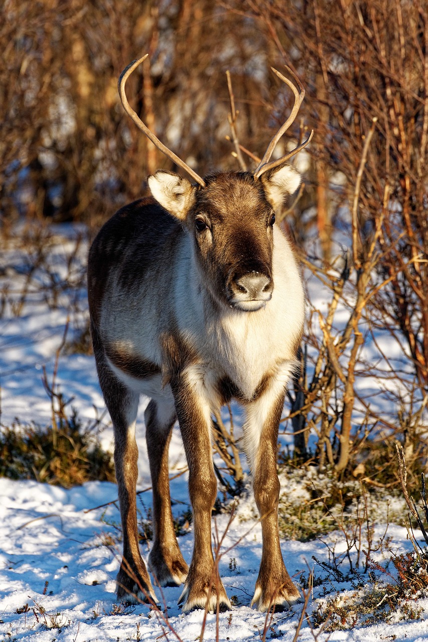 reindeer, norway, winter, nature, north, animals, reindeer, reindeer, reindeer, reindeer, reindeer