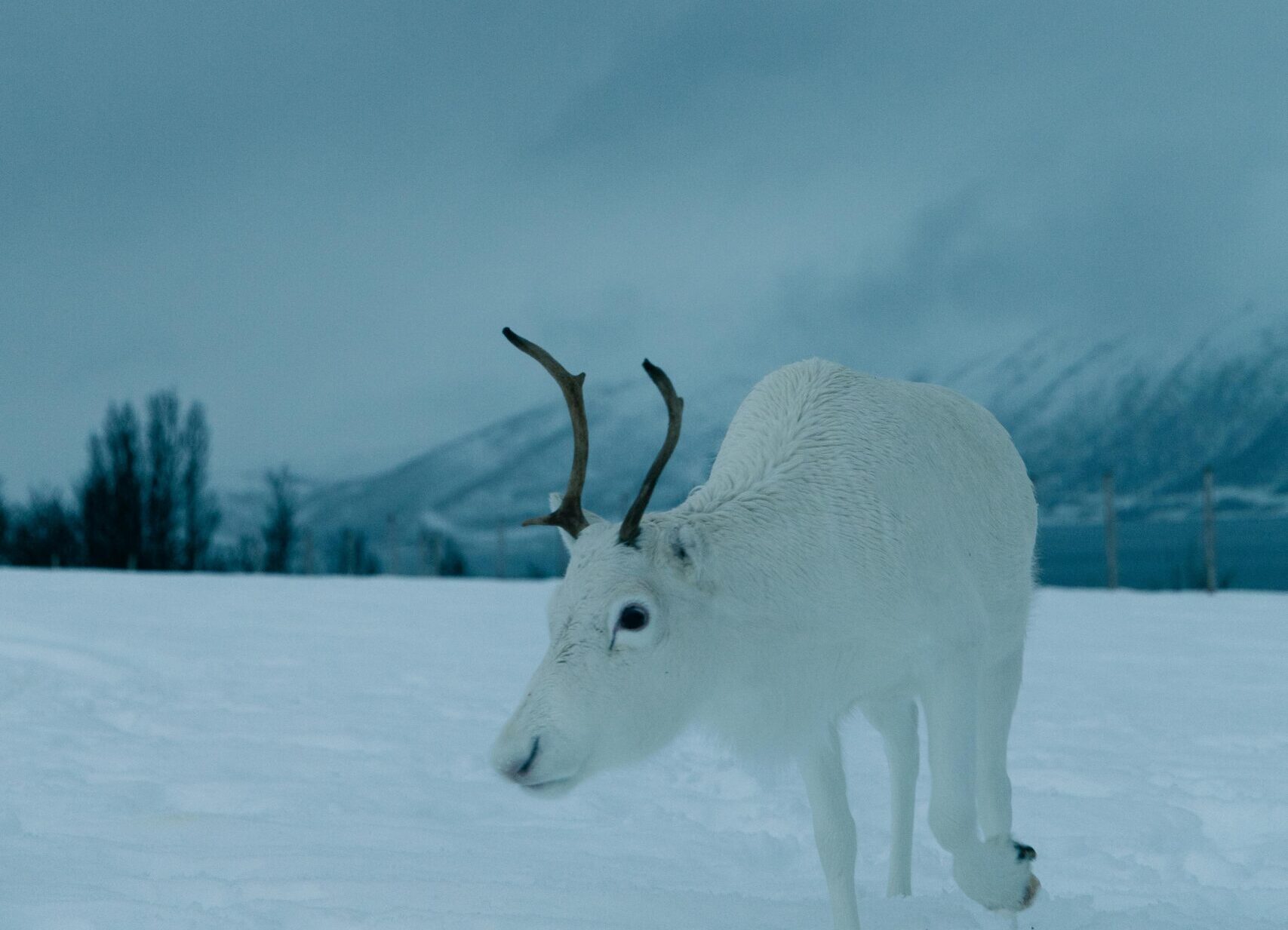 A white reindeer in a serene snowy landscape in Norway, with mountains in the background.