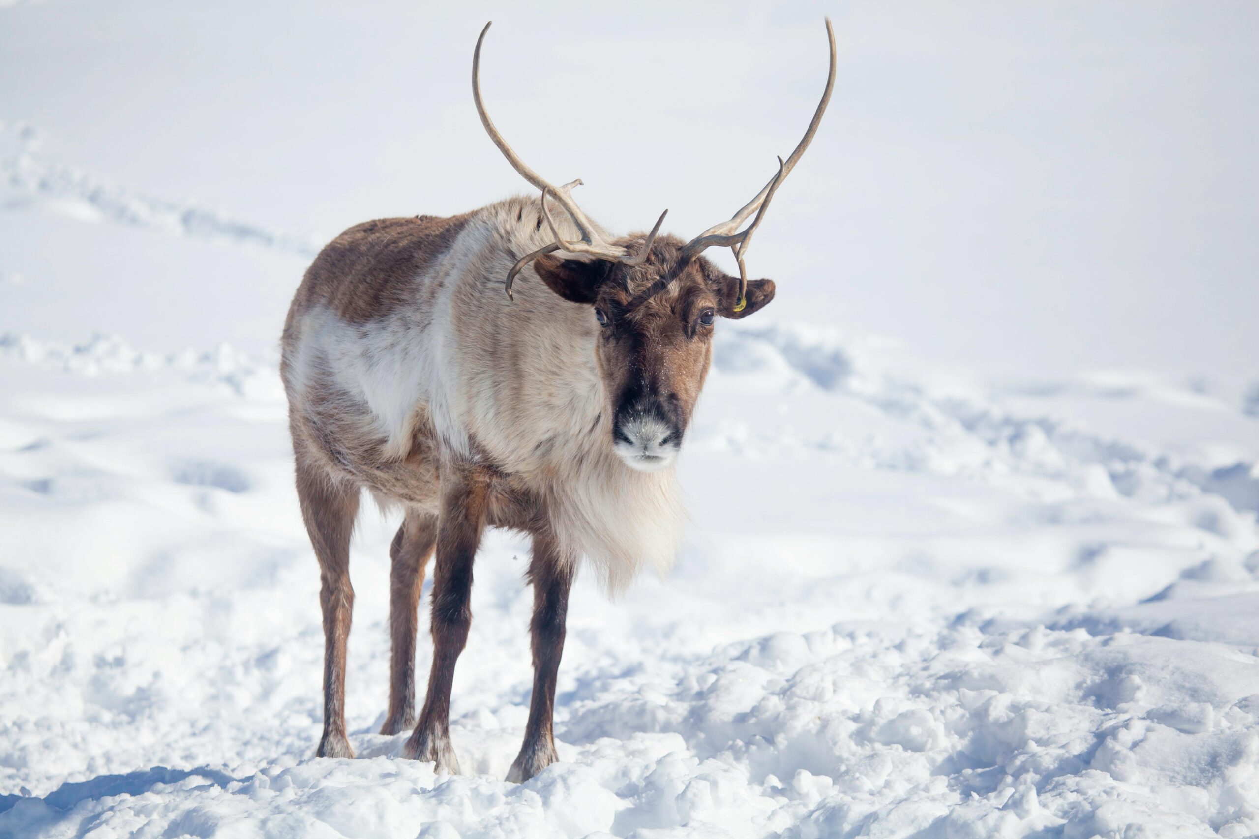 A reindeer with antlers standing in a snowy landscape, showcasing winter wildlife.