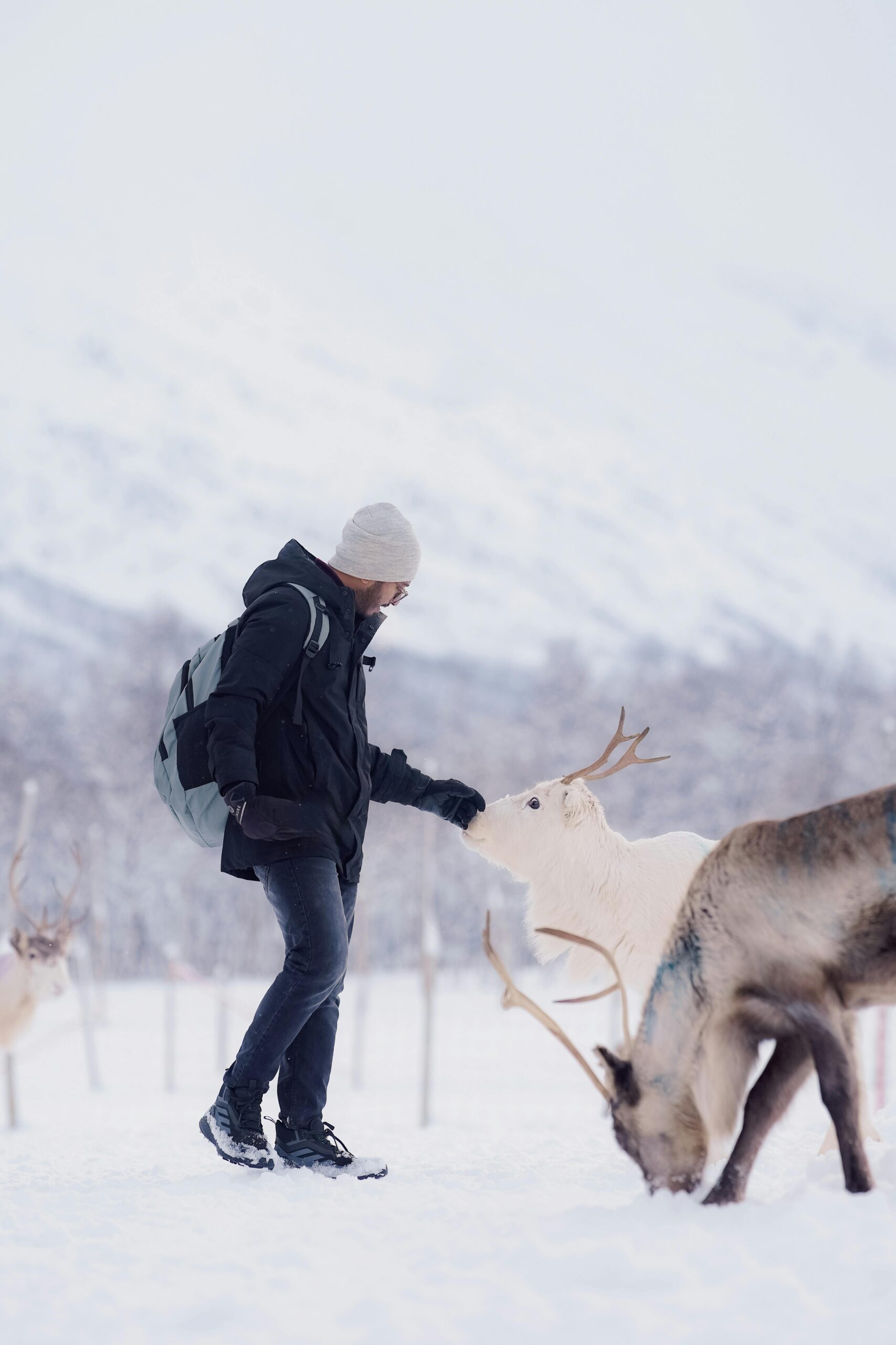 A person dressed in winter attire feeds reindeer in a snowy Norwegian landscape.